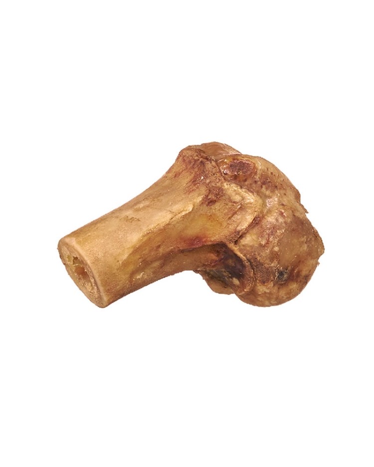 Hueso Femur Medio